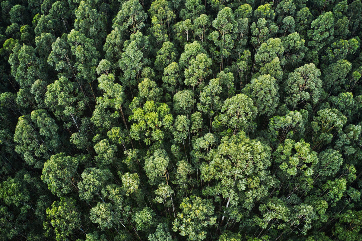 Inventário Florestal com Drones LiDAR: Um Guia Completo