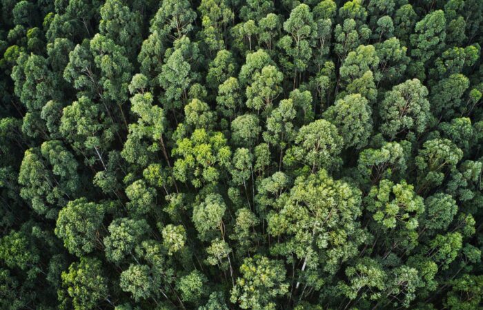 gis-e-licenciamento-ambiental-como-funciona-na-prática