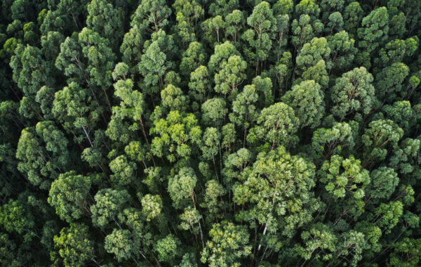 inventario-florestal-com-drones-lidar-um-guia-completo